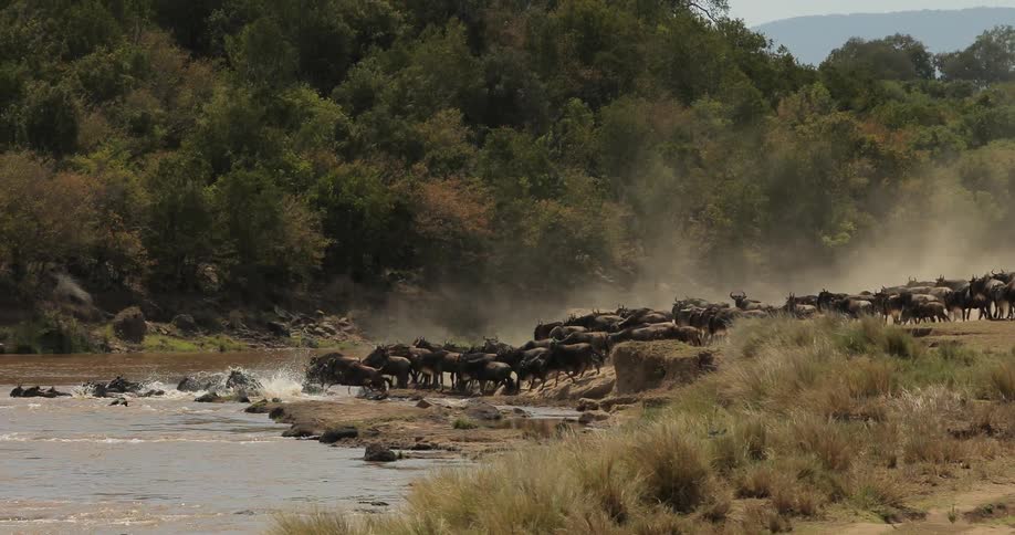 An animal herd jumps into the water to cross the river