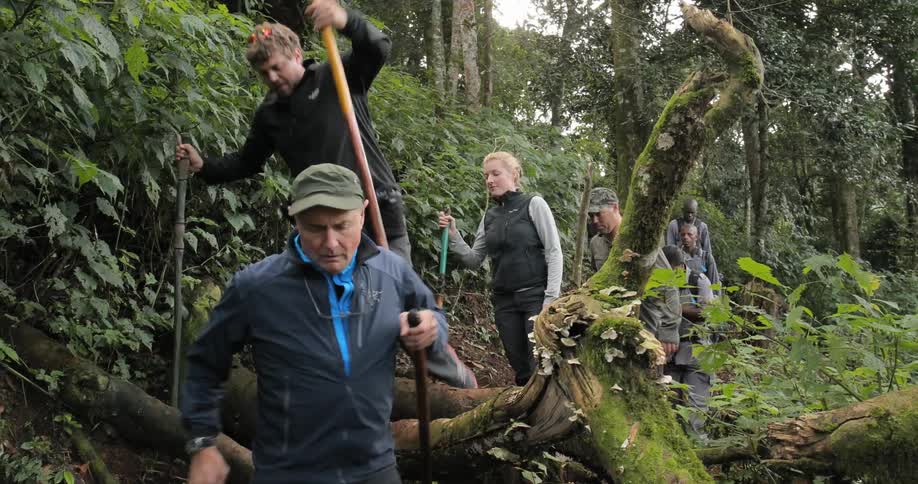 Men hike through a forest trail