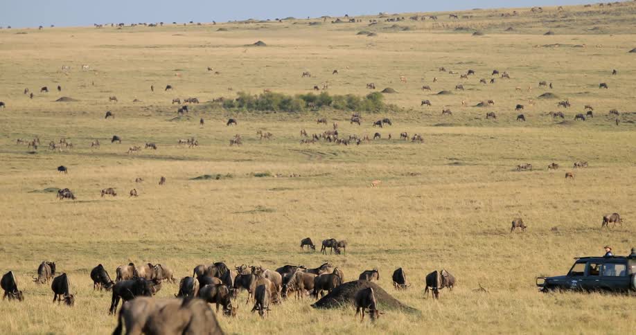 A vehicle drives near a herd of animals grazing