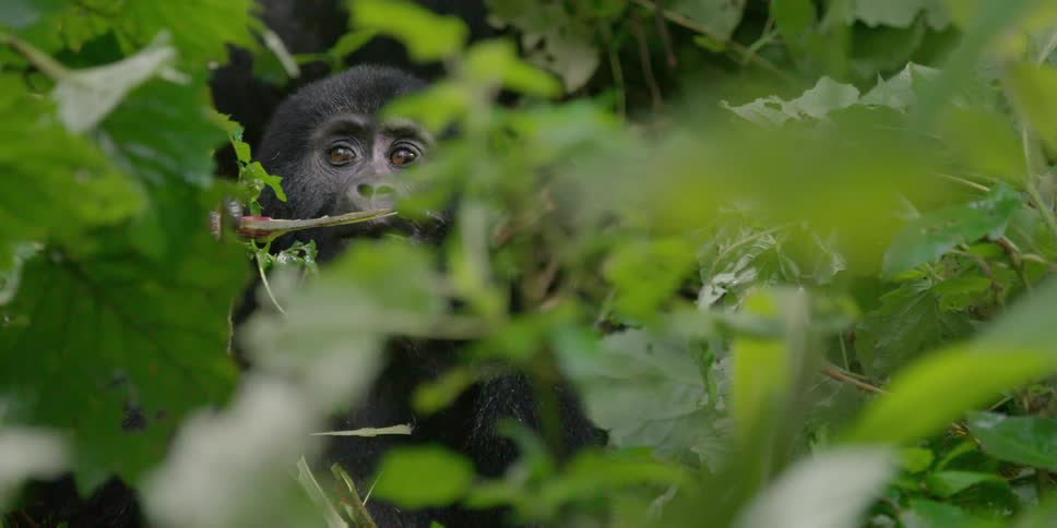 A young ape is seen through jungle leaves as it chews on vegetation