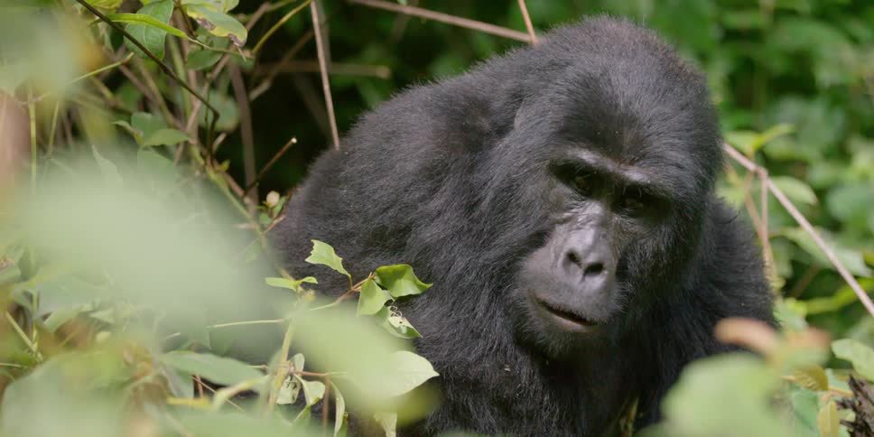 An ape sitting and staring amid dense vegetation
