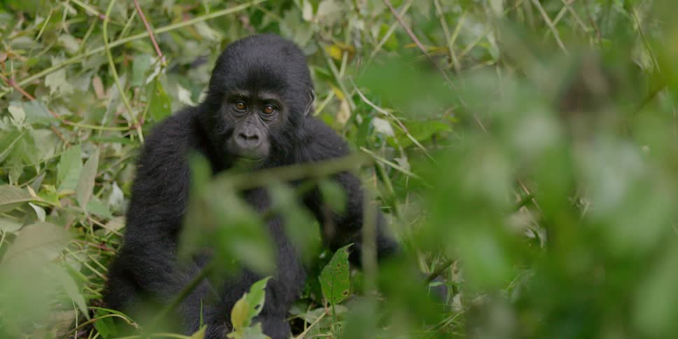 A young ape sitting on the ground in the jungle