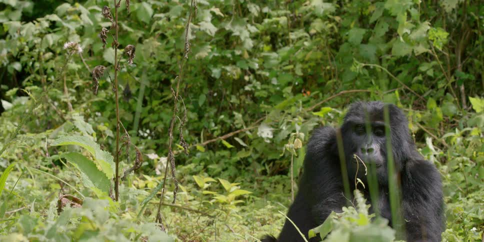 A gorilla eats while sitting in the bush