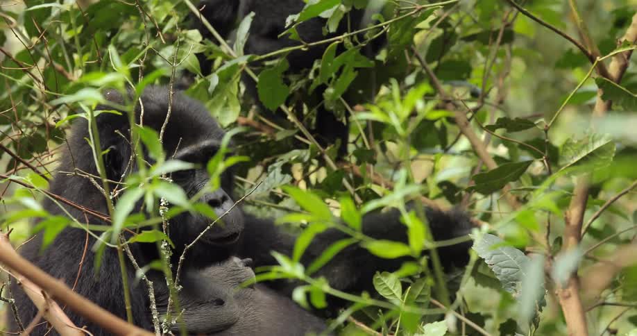 A baby gorilla moves around a tree branch