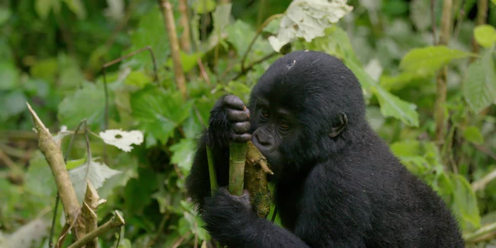 A young gorilla chews on a tree branch