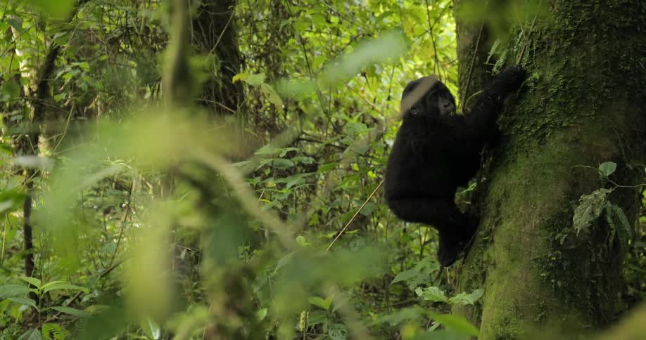 A baby gorilla climbs a tree in the wilderness