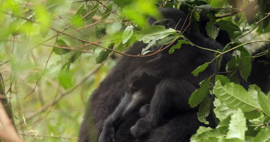 A small monkey cuddles with a larger one in a tree