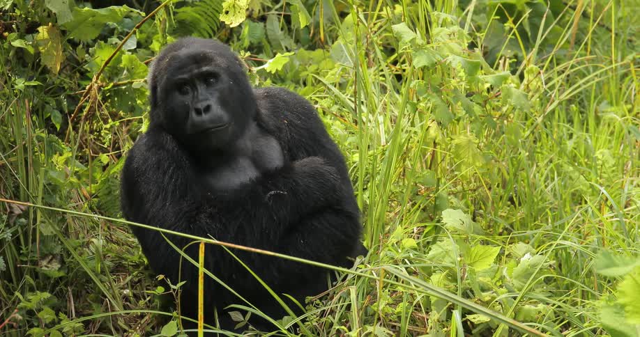 A gorilla sits in a grassy area