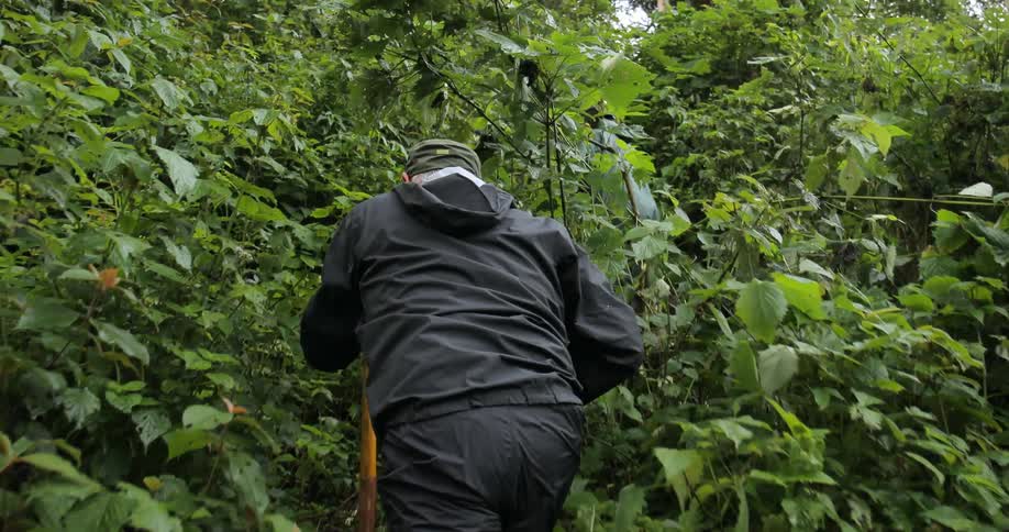 A man following a guide up a densely vegetated hill