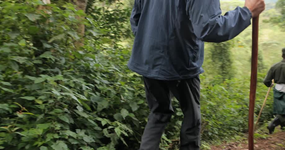 A man uses a hiking stick while walking a forest path