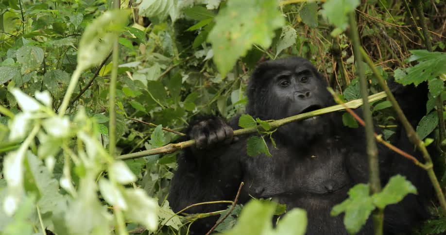 A gorilla chews on a tree branch in the wild
