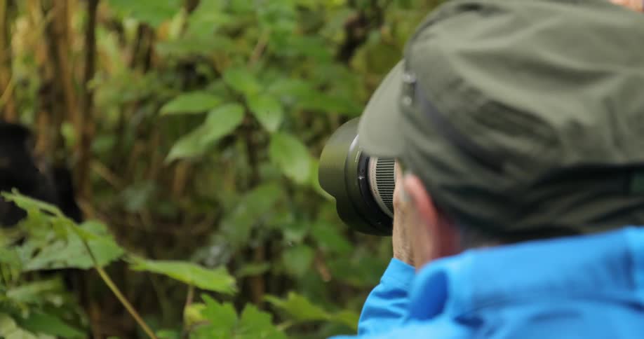 A man takes pictures of a gorilla eating leaves