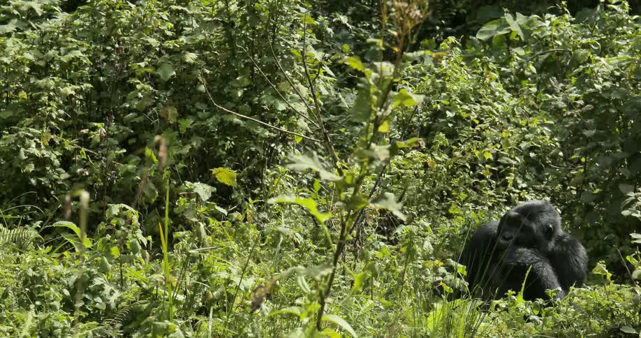 An ape sit amid dense vegetation chewing on something