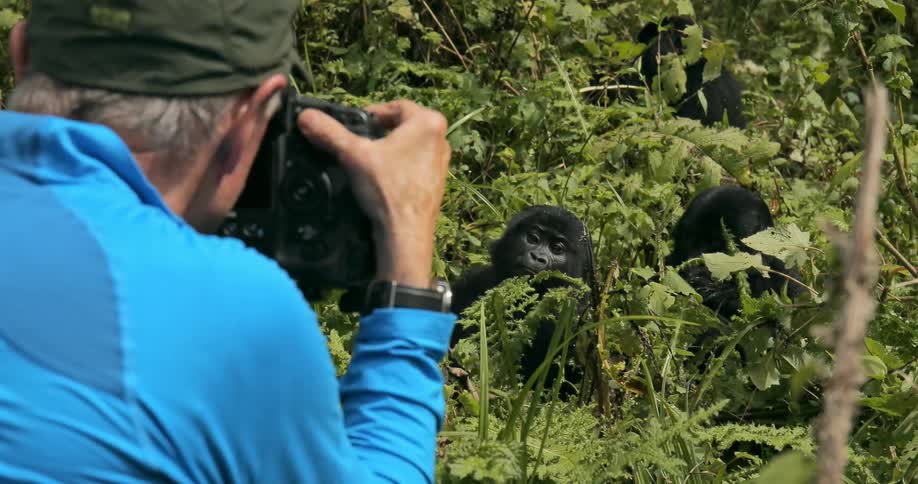 A man crouching and taking pictures of a group of gorillas