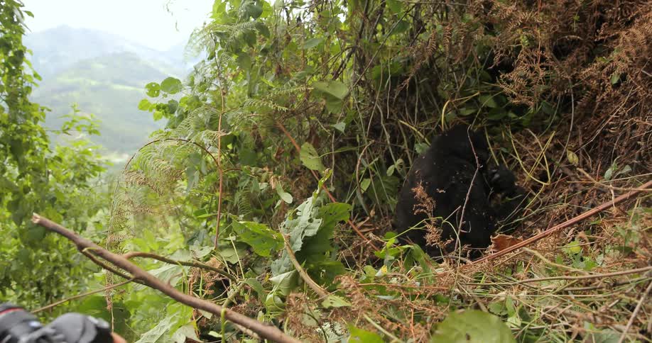 A man photographs a gorilla in the wild