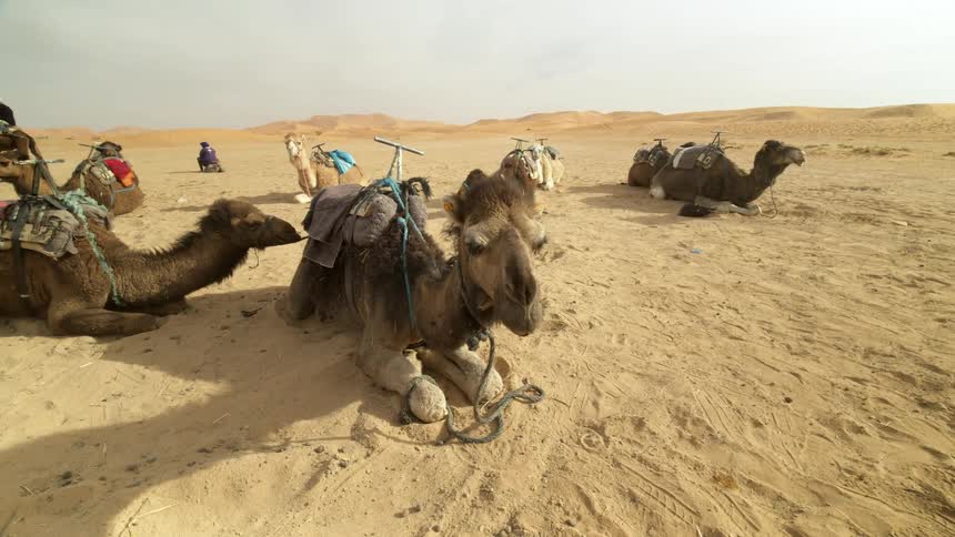 Several camels lie on the desert sand while people sit nearby