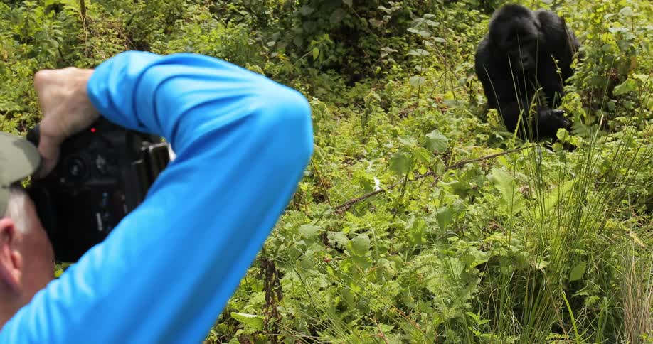 A man films a gorilla eating leaves
