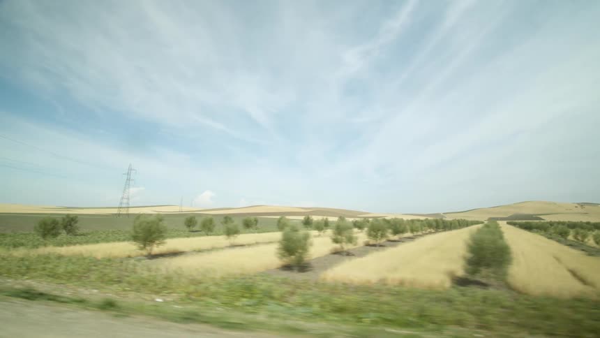 Wide fields and orchard under blue sky with wispy clouds