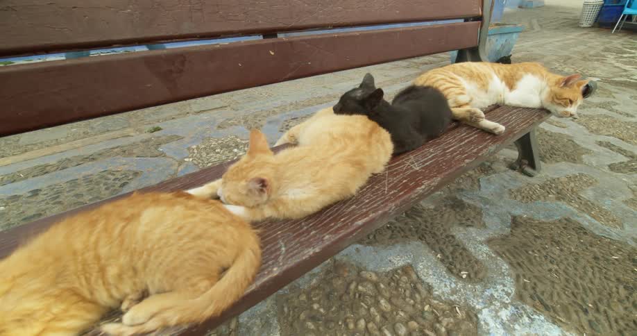 Stray kittens and cats sleeping on wooden bench outside