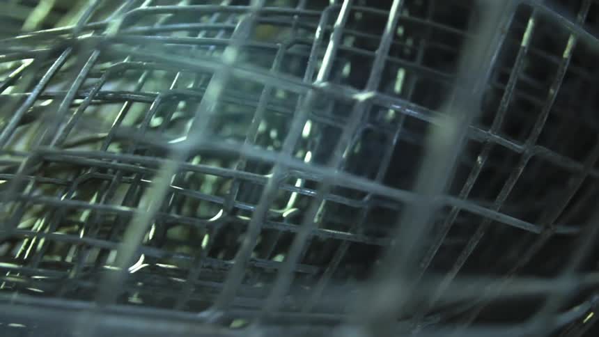 Rolled cylinder of wire mesh lays near green vegetation under sunlight