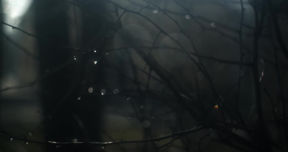 Raindrops on bare branches