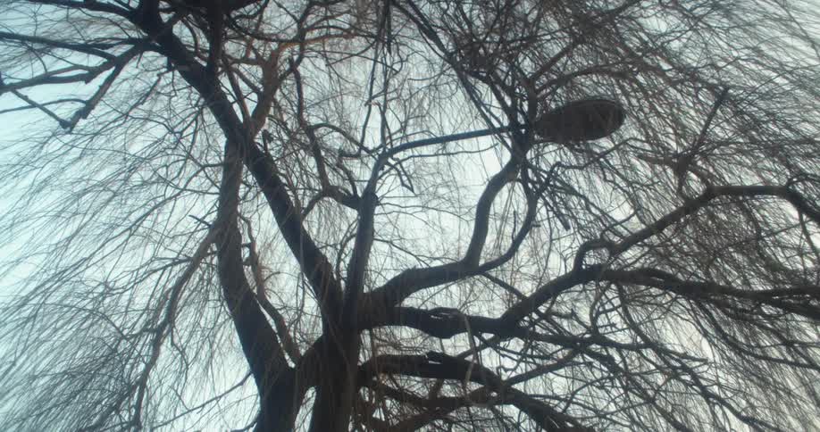 The lamp post is reaching up into the tree