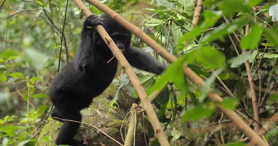 A monkey stands and gnaws on a stick