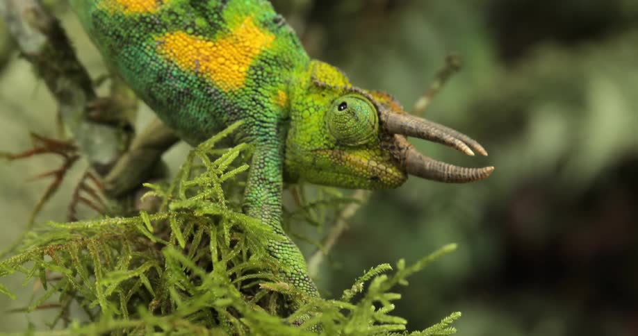 An unusual lizard slowly walks down a branch