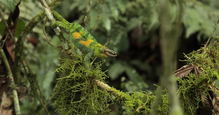 A horned lizard walks down a branch