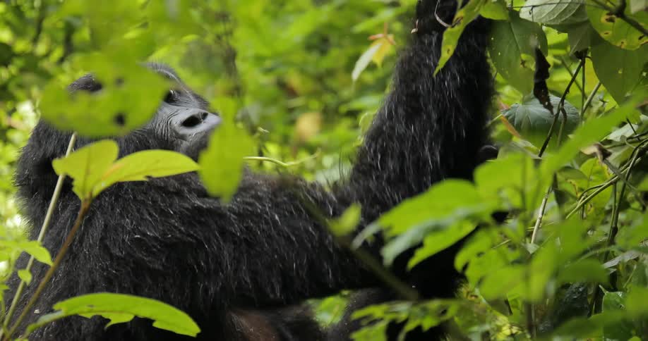 A gorilla eating leaves
