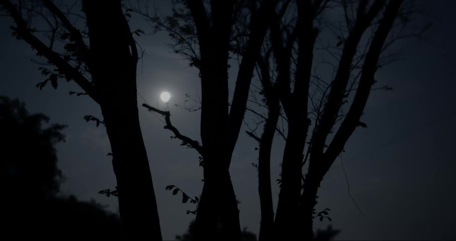 Full moon shining through bare trees at night