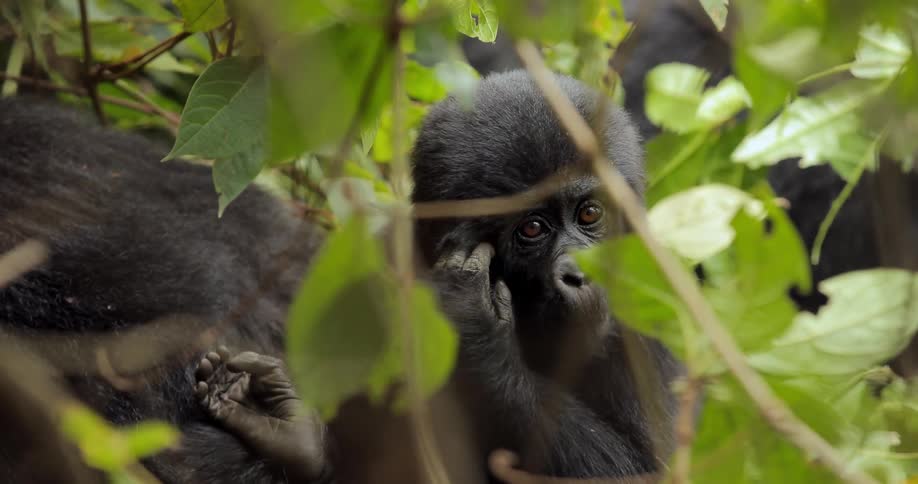 A young gorilla chewing and scratching its head in the wild