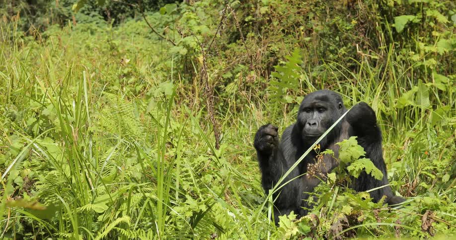 Gorilla sitting in the grass eating leaves