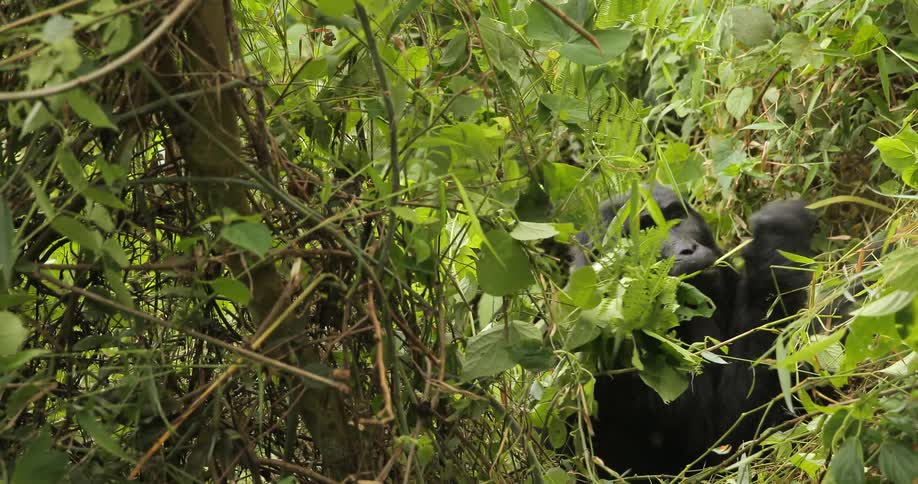 A gorilla eating leaves