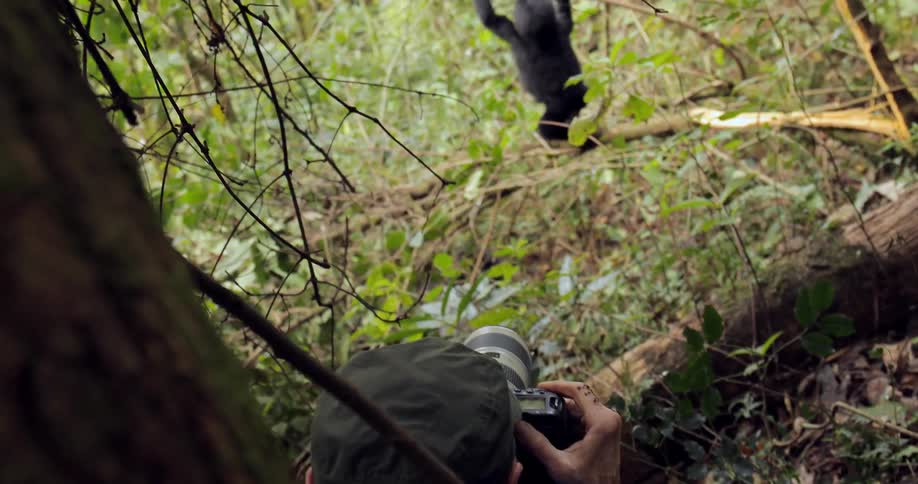 A man photographs a gorilla in the wild