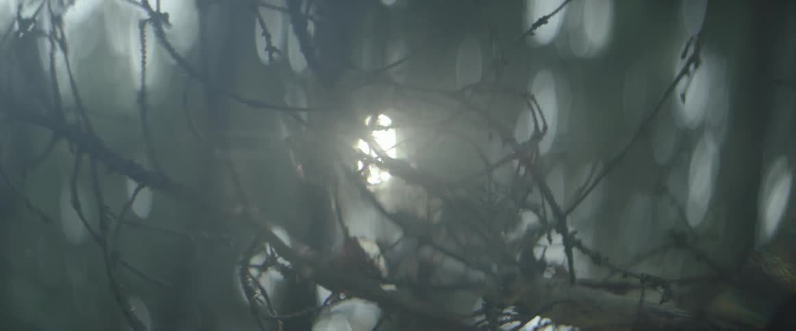 Sun shining through tree branches