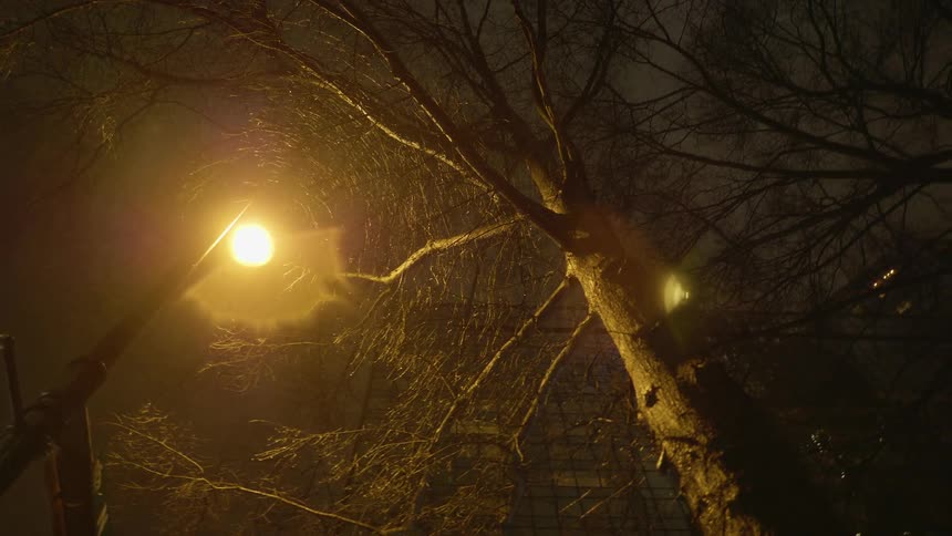 A lone street light burns by a bare tree in a citys downtown