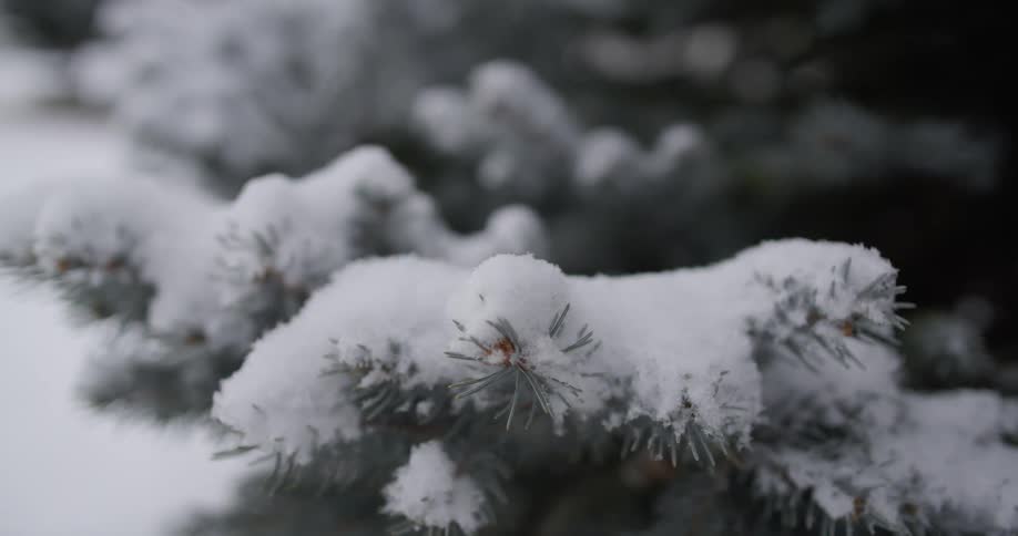 Snow is falling on the pine trees outdoors
