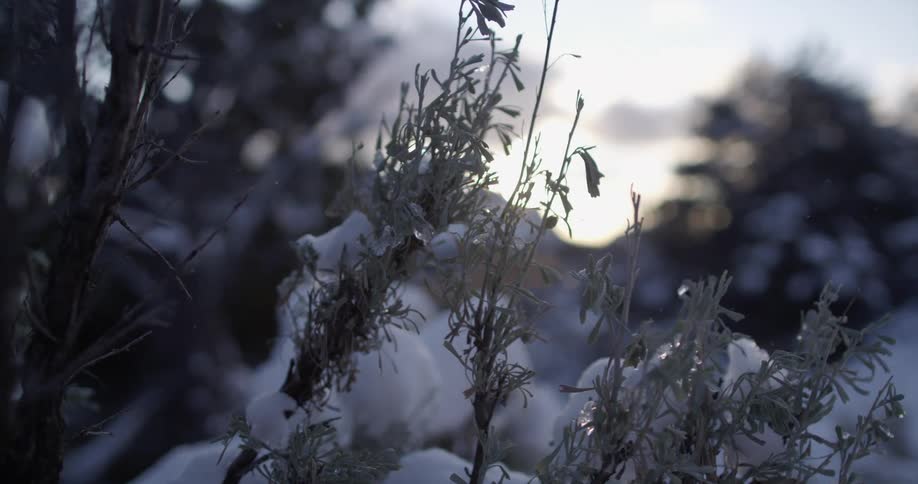 A plant covered in snow with trees and the sky in the background