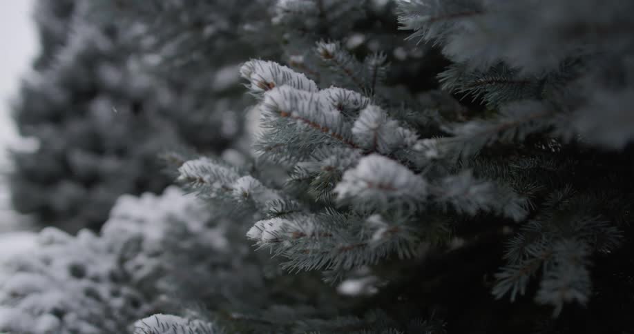 Snow falling on a pine tree