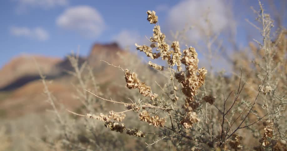 The desert is covered with weeds before the mountain