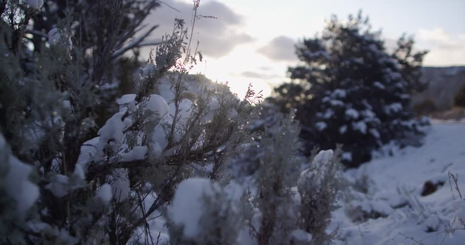 Snow covered trees