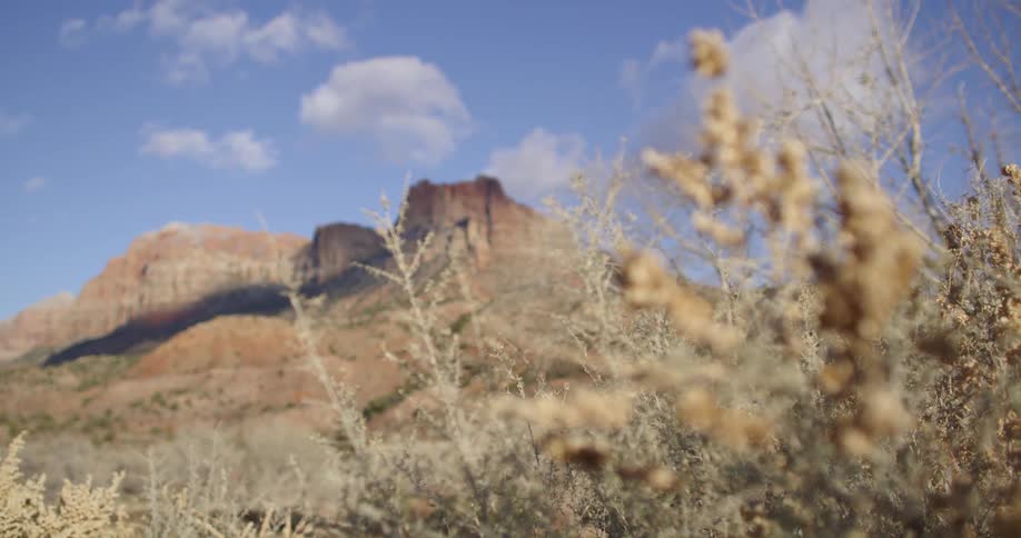 Plants in front of a mountain