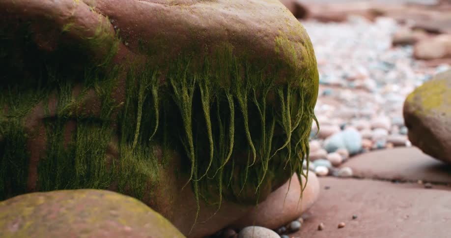Rocks with moss growing on it