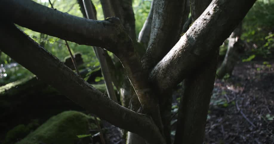 The tree has many branches