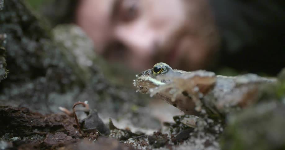 A white man studies a green lizard in the forest