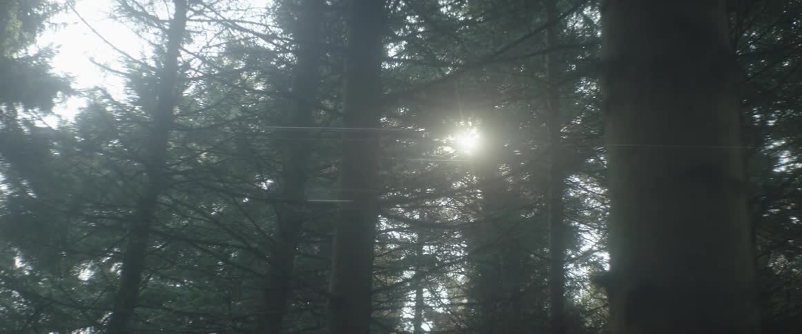 The sun peaking through pine trees