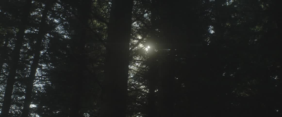 Trees in a forest