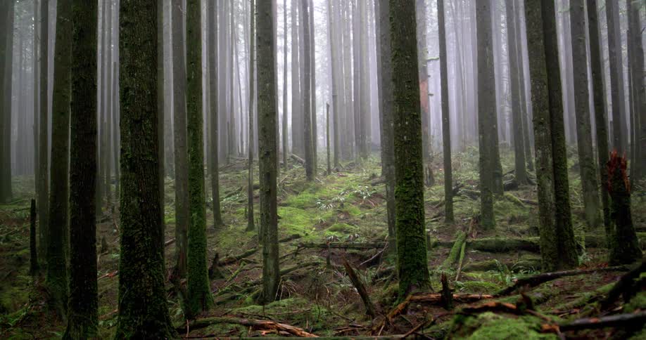 Tall trees with most covered trunks in a foggy forest