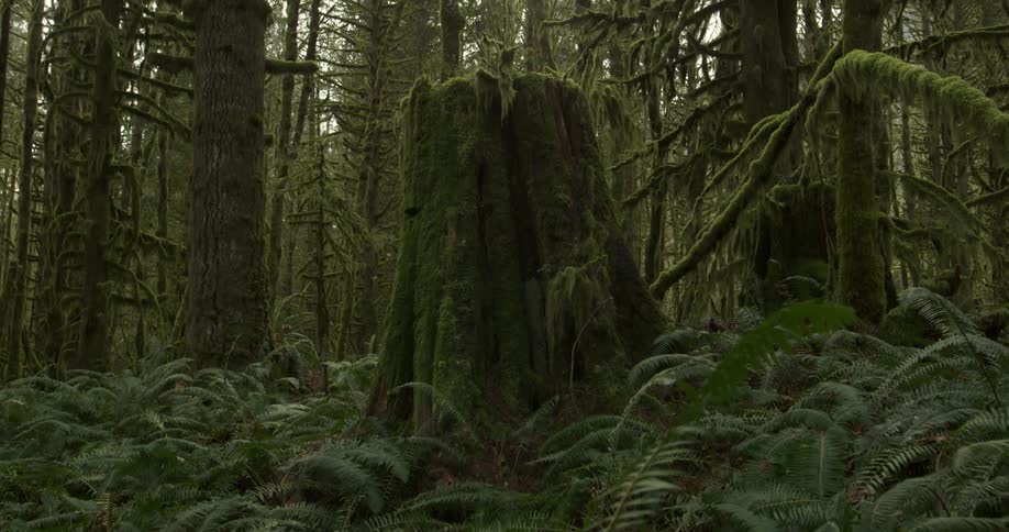 A huge stump covered in moss sits in a forest